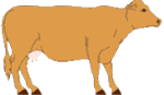 گاو (1) Cow
