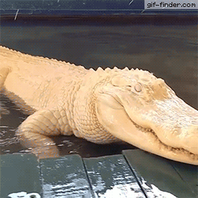 تمساح Crocodile-  تصاویر متحرک شباهنگ