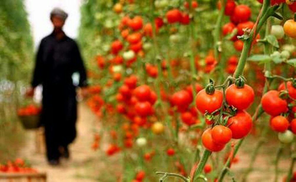 کارخانه رب گوجه فرنگی در سنقر راه‌اندازی می‌شود