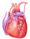 قلب انسانی (1) Human Heart
