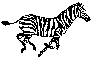 گورخر (1) Zebra