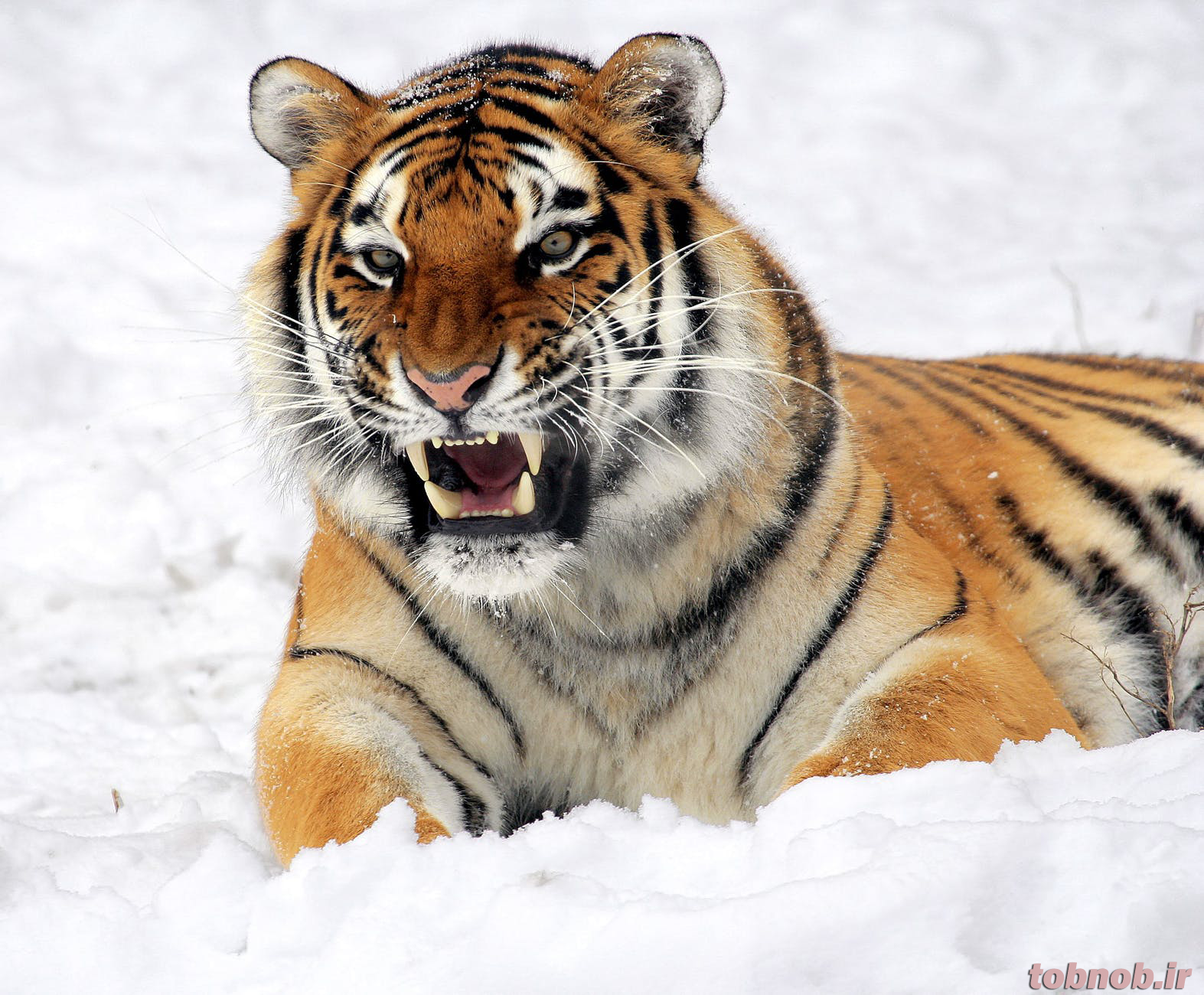 y9pz_tiger-snow-growling-zoo-40661.png