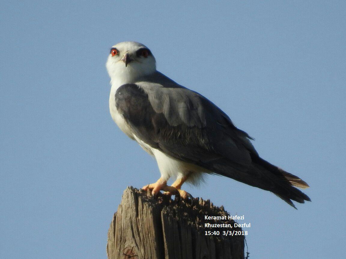 picture of mississippi kite bird