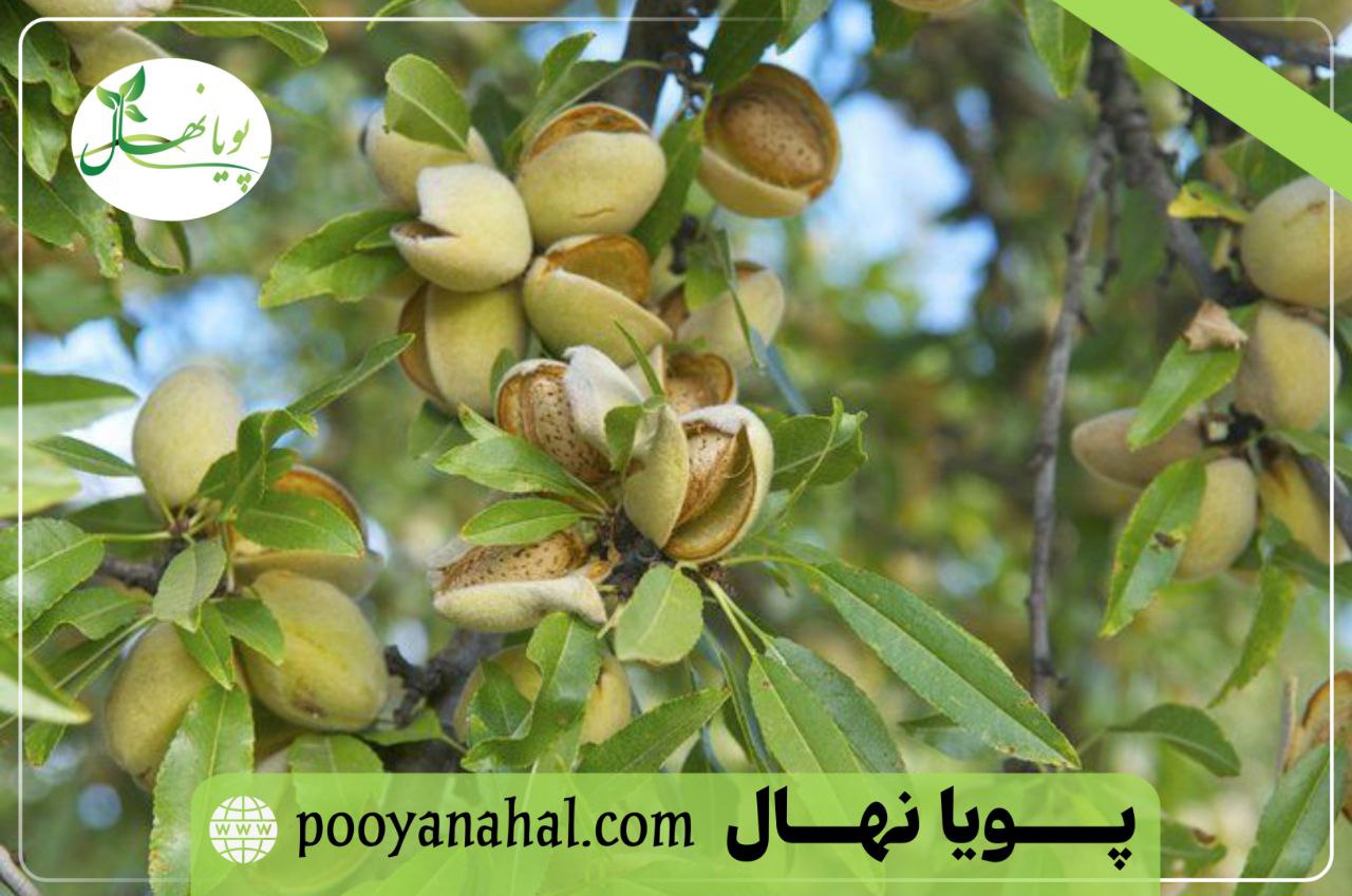 باردهی نهال بادام آذر