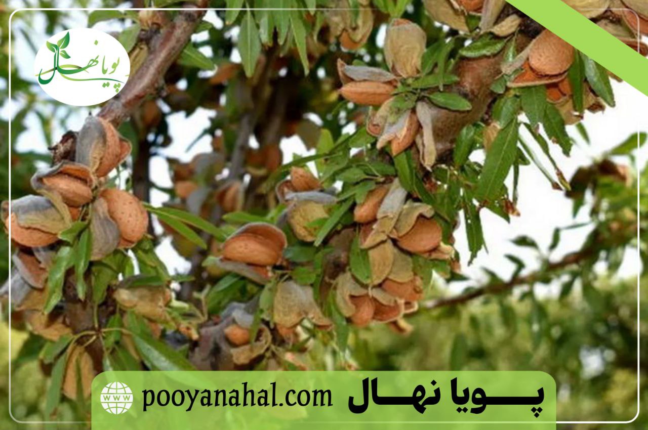 باردهی نهال بادام تونو