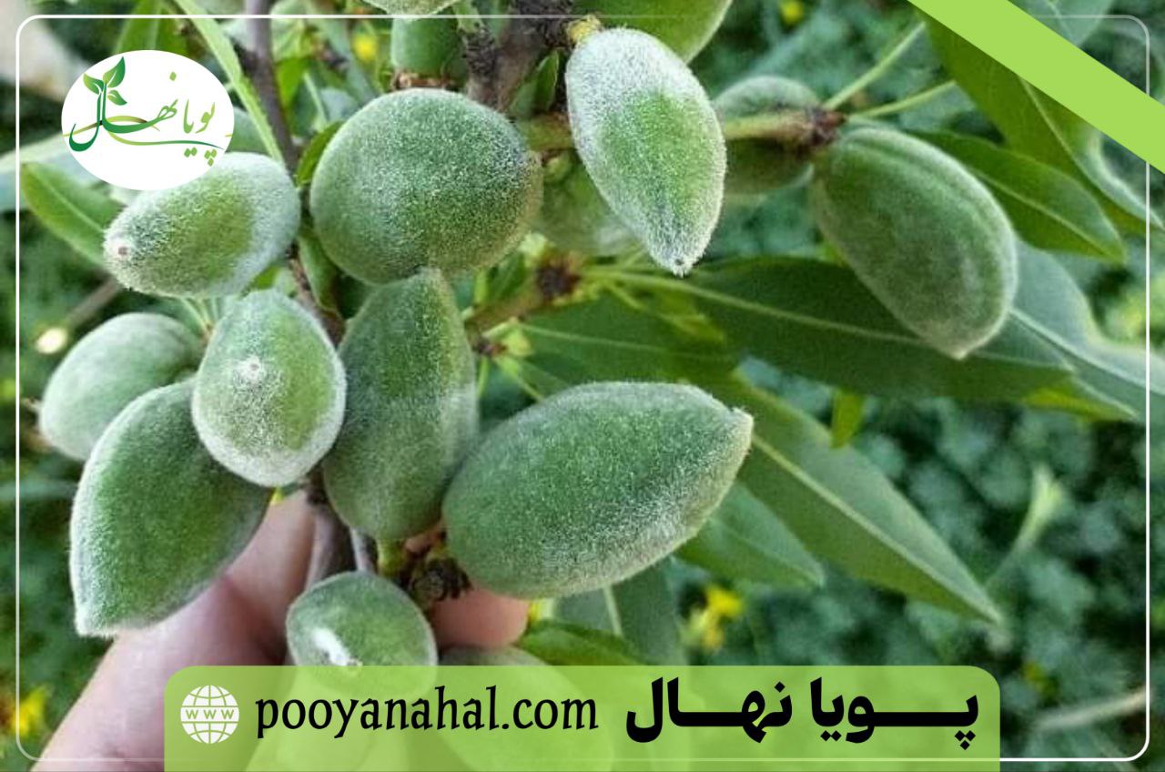 بهترین رقم بادام دیم