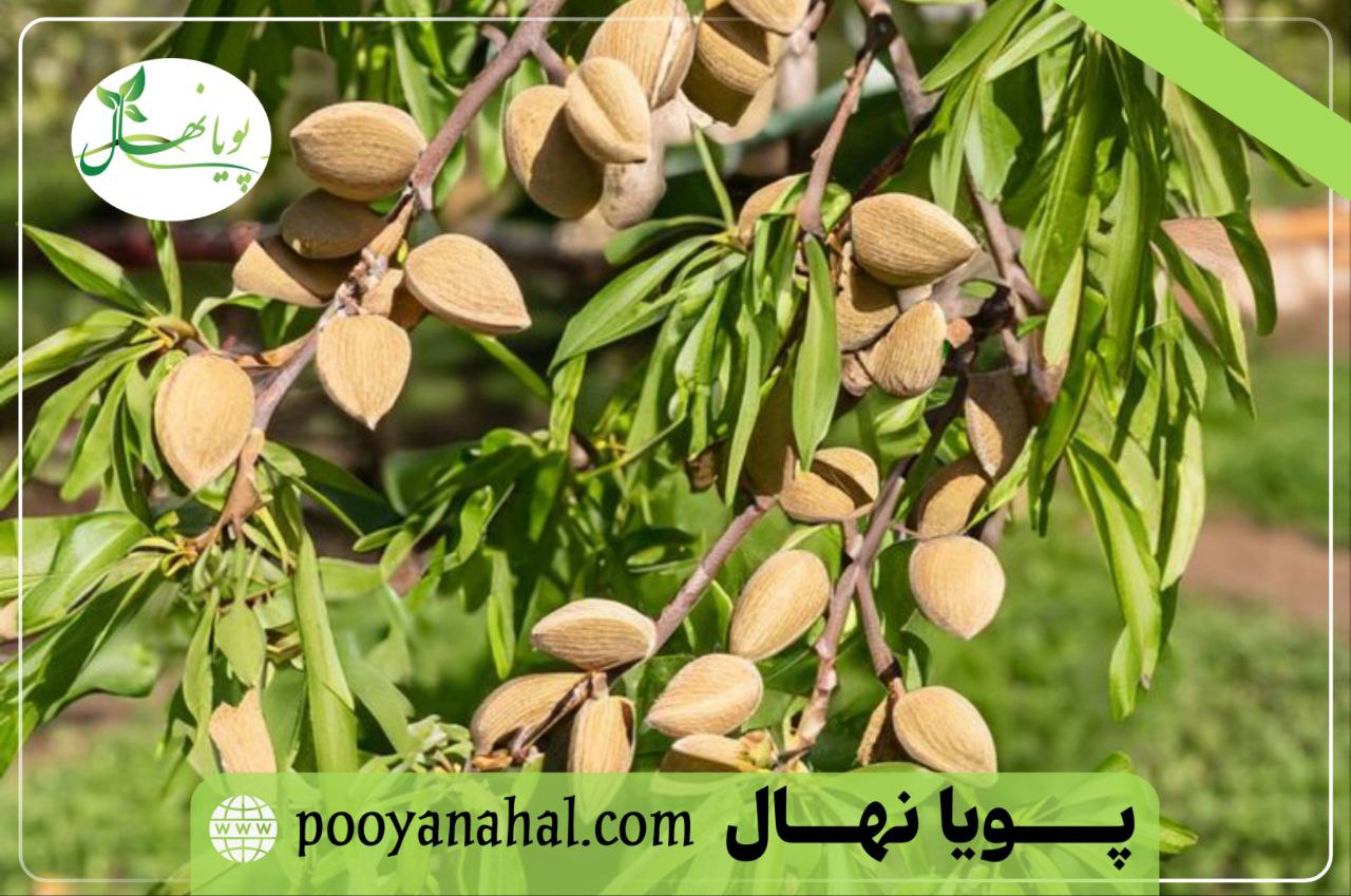 تصویر باردهی نهال بادام دیم